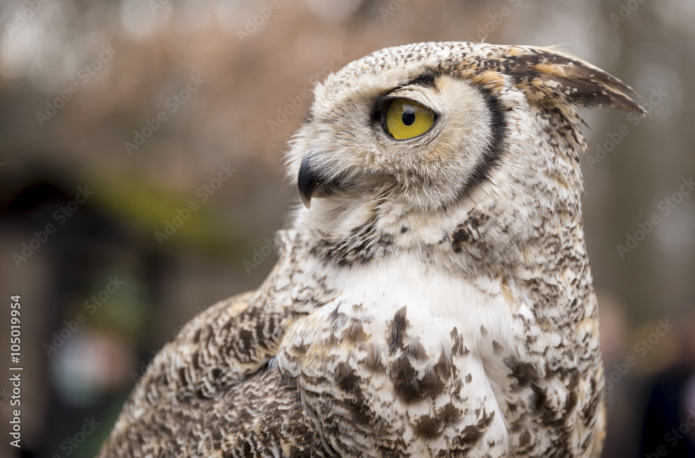 Fototapeta premium Bubo virginianus virginianus - Owl