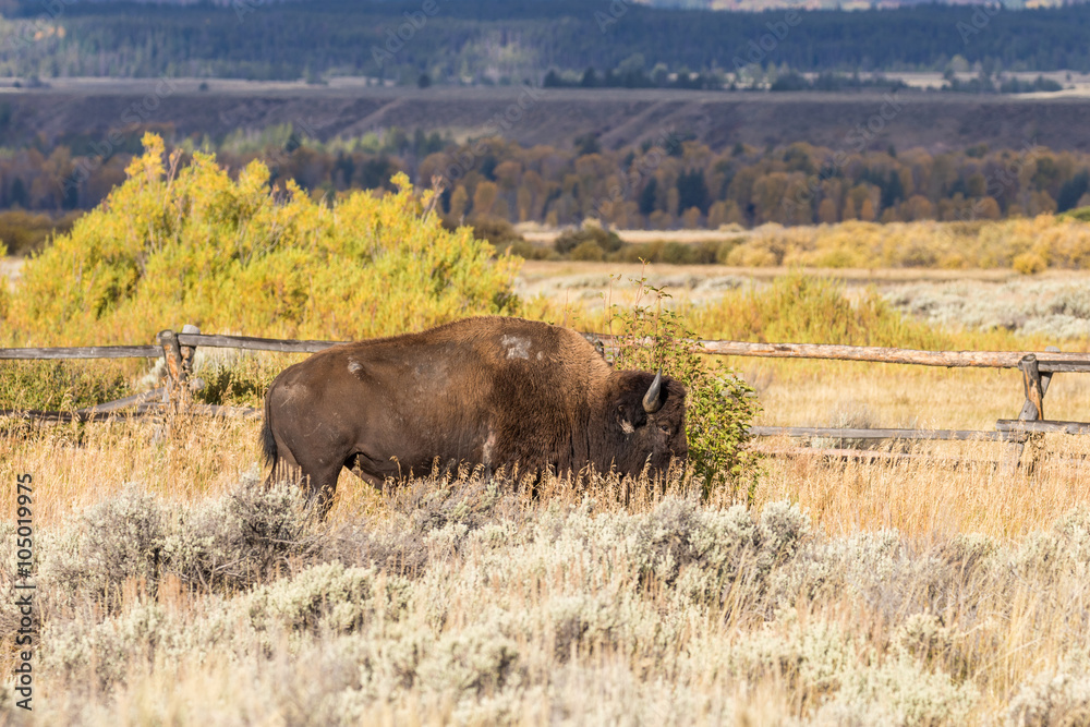 Bison in Teton National park in Fall