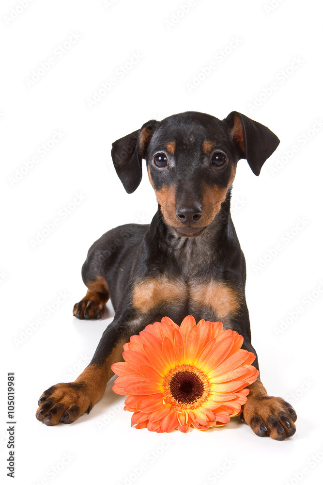 Pinscher puppy and orange flower (isolated on white)