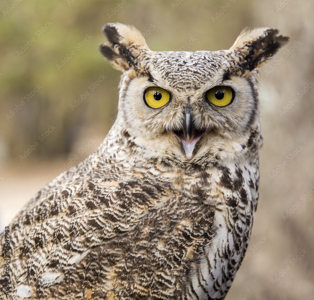 Bubo virginianus virginianus - Owl Bubo virginianus virginianus - Owl