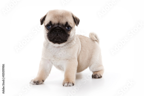 Funny pug Puppy looking at the camera  isolated on white 