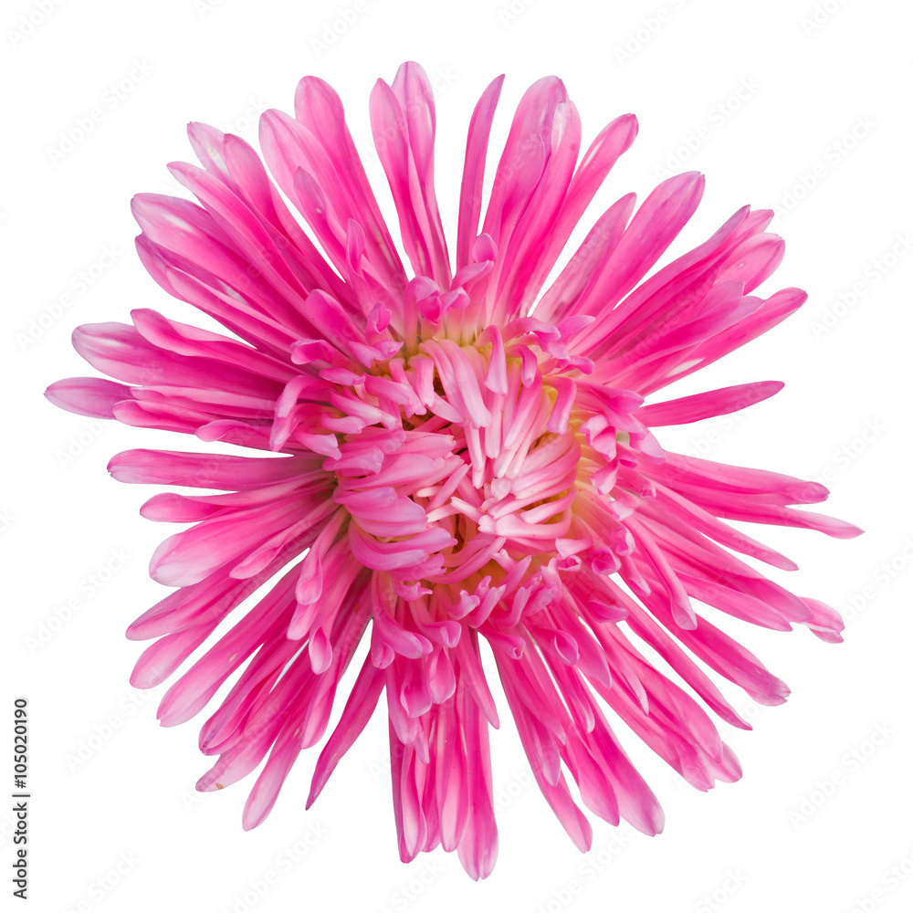 beautiful pink flower isolated on white background beautiful pink flower isolated on white background