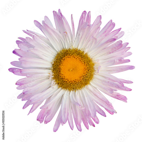 Blue gerbera flower isolated on white background