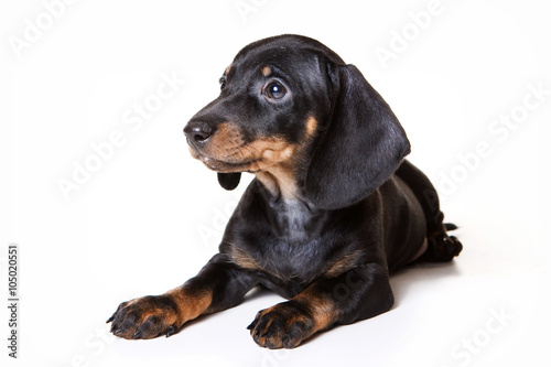 Puppy dachshund lies  isolated on white 