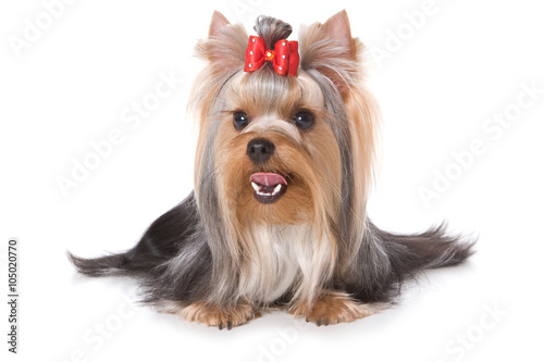 Yorkshire Terrier dog  looking at the camera (isolated on white)