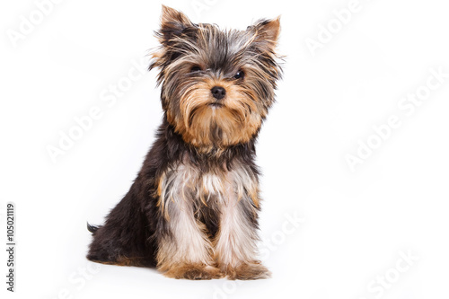 Yorkshire Terrier dog sitting and looking at the camera (isolated on white)