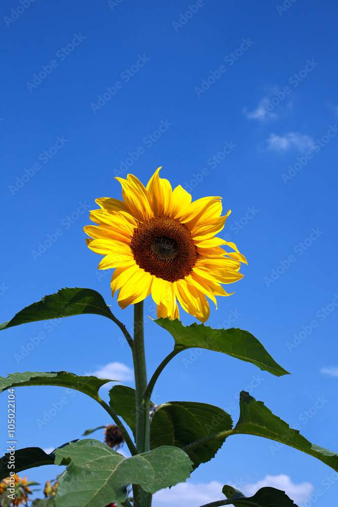 sunflowers on natural sky beackground sunflowers on natural sky beackground