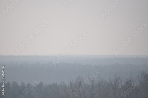 Trübe Sicht auf einen Wald an einem Tag im März