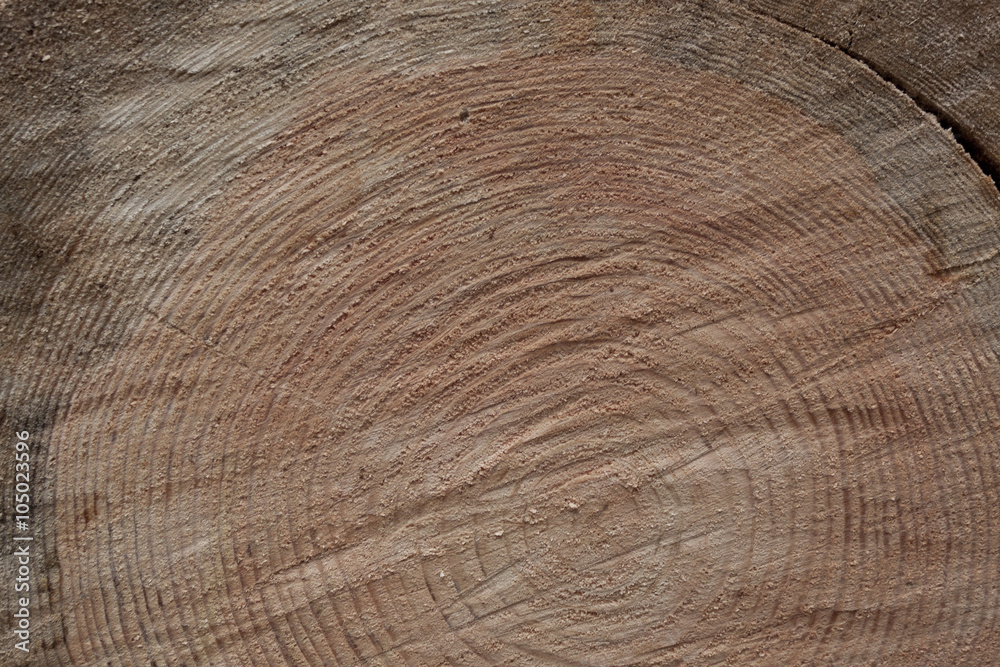 Fototapeta premium Cross-section of a log timber close-up