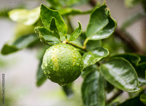 Wallpaper Mural Fresh lime with water drops on lemon trees. Torontodigital.ca