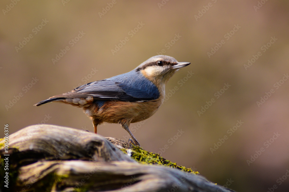 picchio muratore (Sitta europaea) picchio muratore (Sitta europaea)