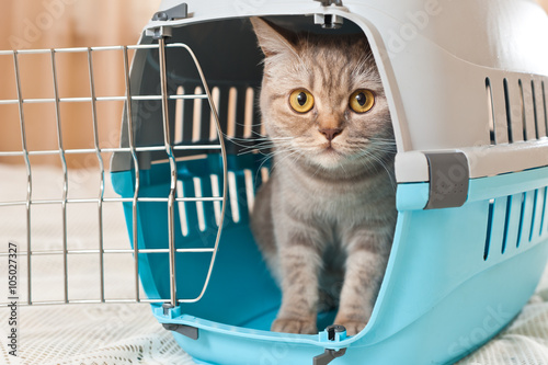 Fotografia Cat inside pet carrier