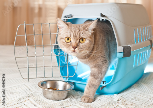 Obraz na płótnie Tabby domestic cat inside a pet carrier box