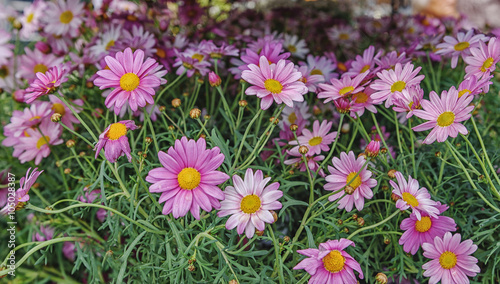 Pink Marguerite Daisy Flowers in a meadow