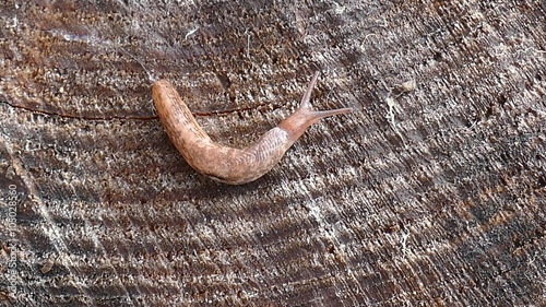 Land slug (Deroceras reticulatum) photo