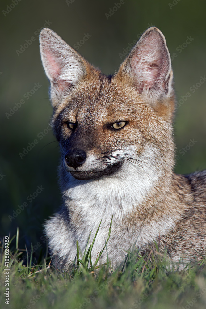 Fototapeta premium Retrato de zorro gris