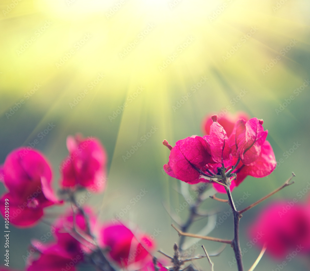 Pink bougainvillea flower with leaves blooming in a garden in sun light