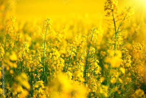 Rapeseed field. Blooming canola flowers closeup photo