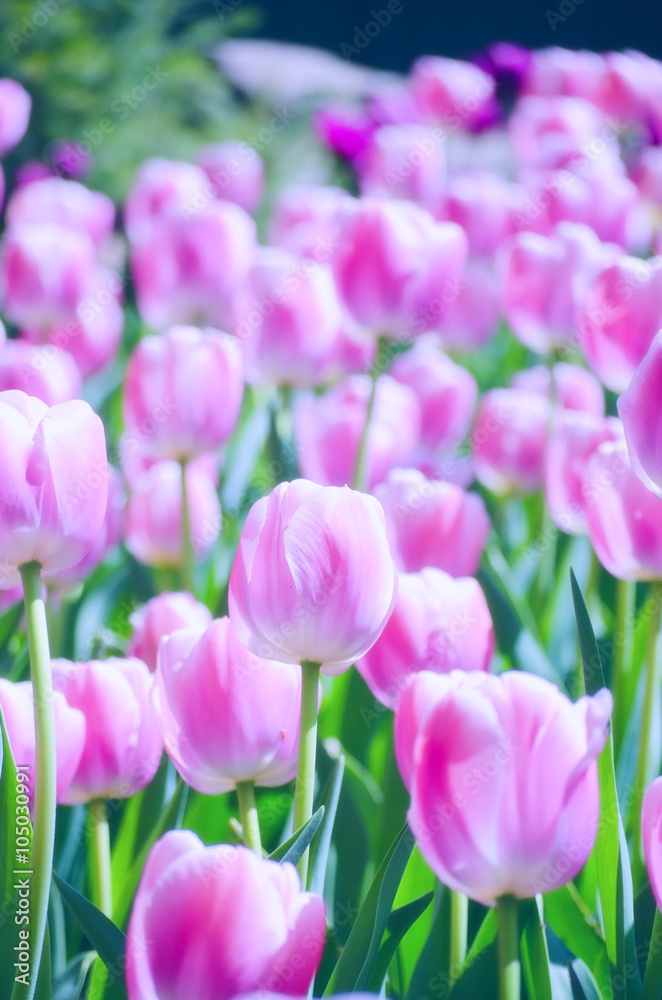 Obraz premium Beautiful floral spring background (field of pink tulips, shallow DOF)