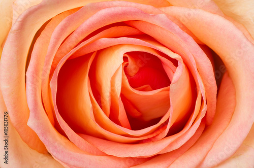 Rose clouse up. Tea rose fills the entire frame image.