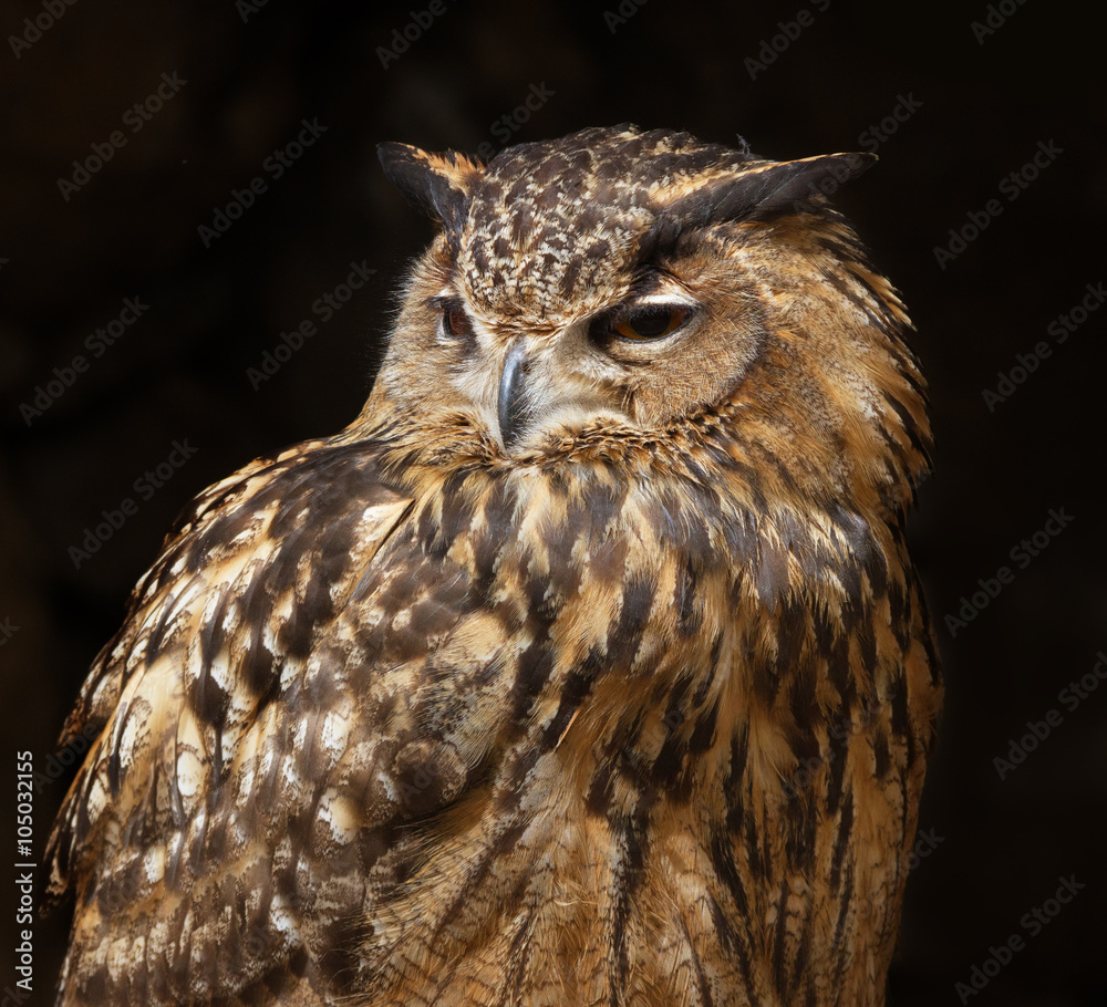 Fototapeta premium Natural big owl.