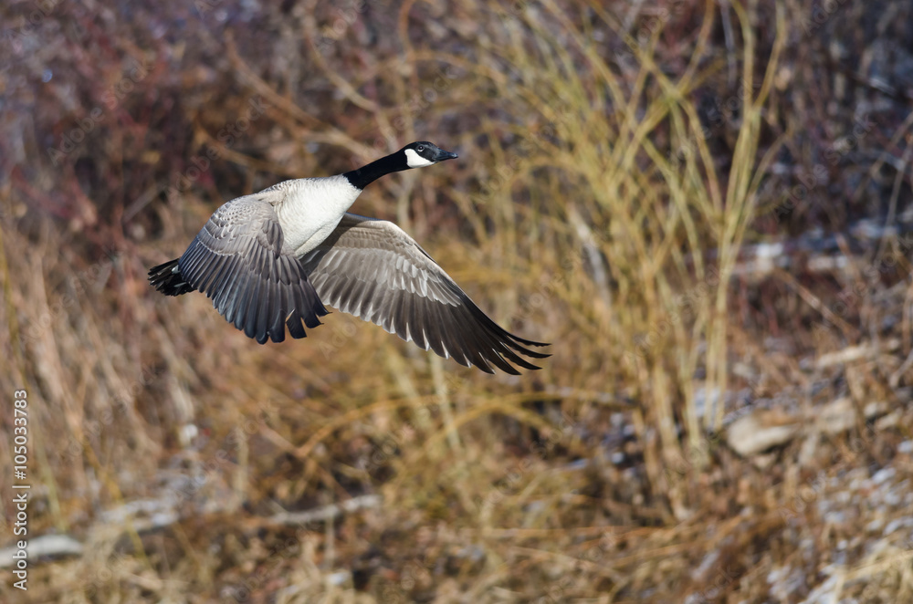 Canada Goose Flying Across the Winter Terrain Canada Goose Flying Across the Winter Terrain