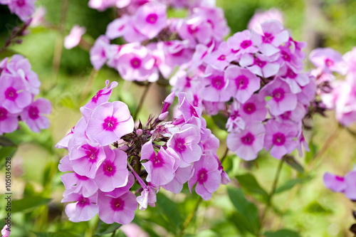 phlox