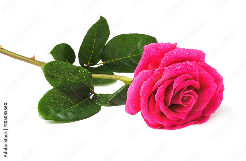 Fototapeta premium Rose isolated on white
