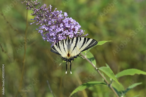  Butterfly Iphiclides Podalirius photo