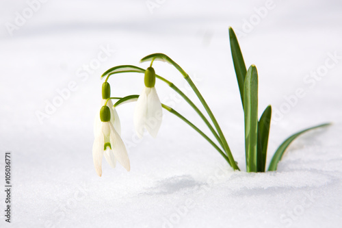 Fototapeta Naklejka Na Ścianę i Meble -  Spring snowdrop flowers with snow in the garden.