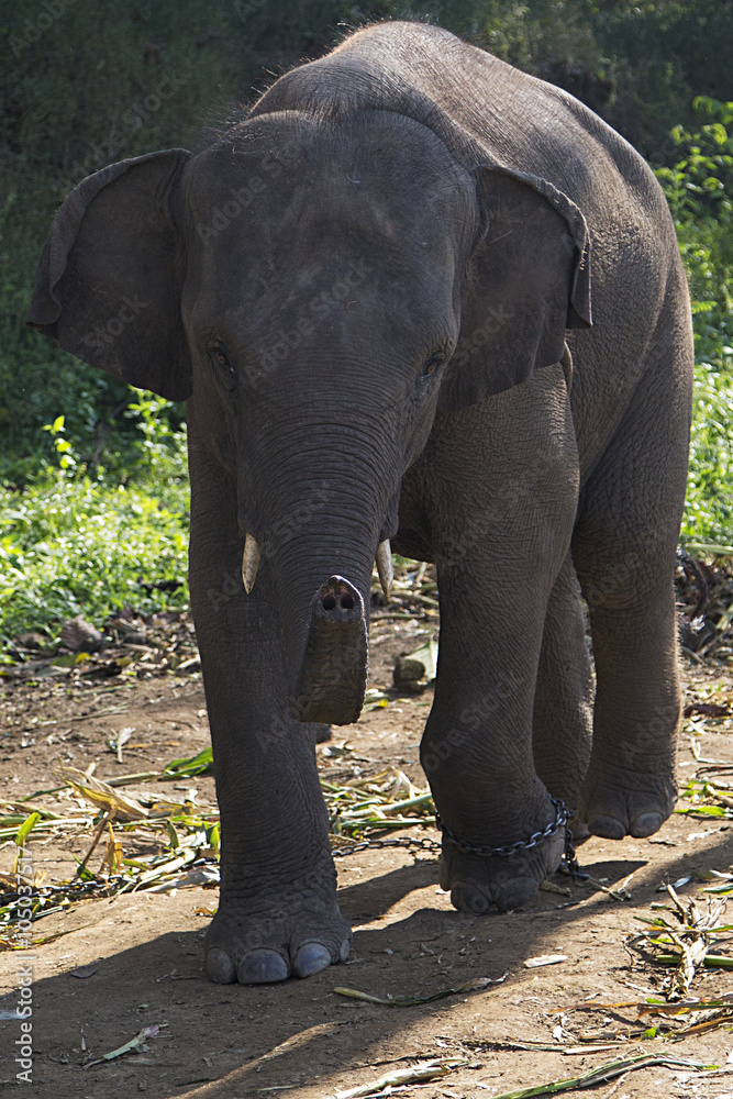 Elephant in Chiang Mai, Thailand