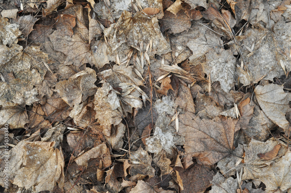 Texture, withered brown leaves Texture, withered brown leaves