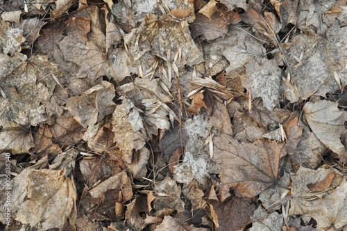 Texture, withered brown leaves