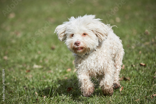 Havanese dog running in the park in springtime