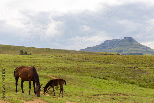 Horse and foal grazing