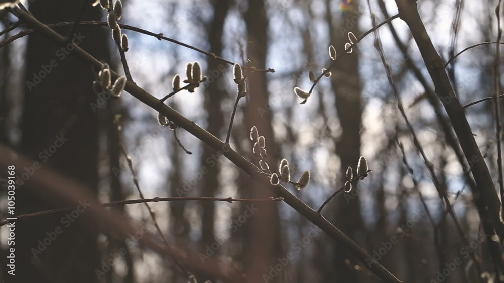 Branch with kidneys. Spring Branch with kidneys. Spring