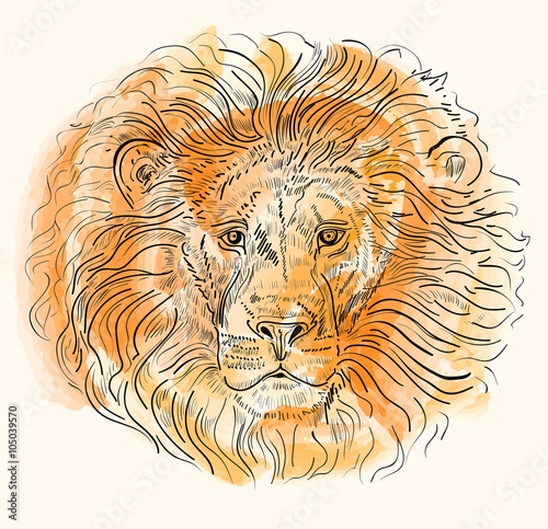 Hand drawn vector illustration with lion s head