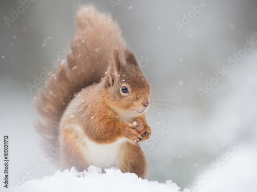 Red Squirrel (Sciurus vulgaris) sitting in the snow holding a nut