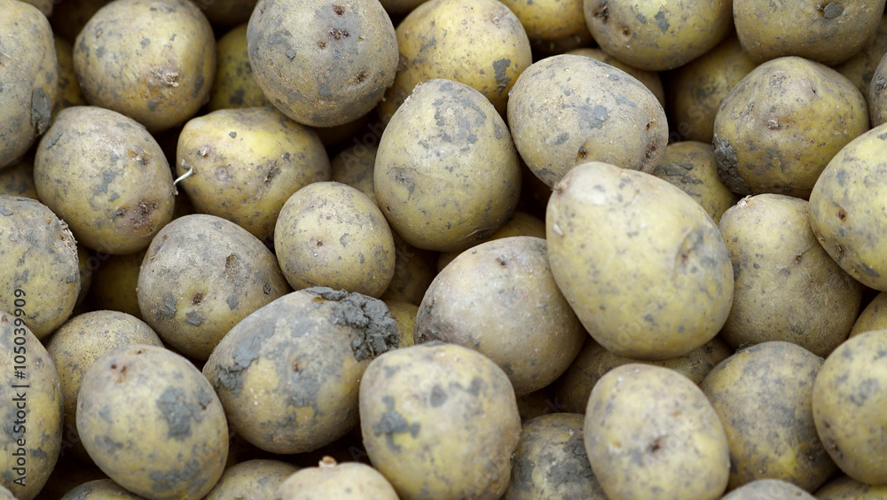 Fresh potatoes in storage house Fresh potatoes in storage house