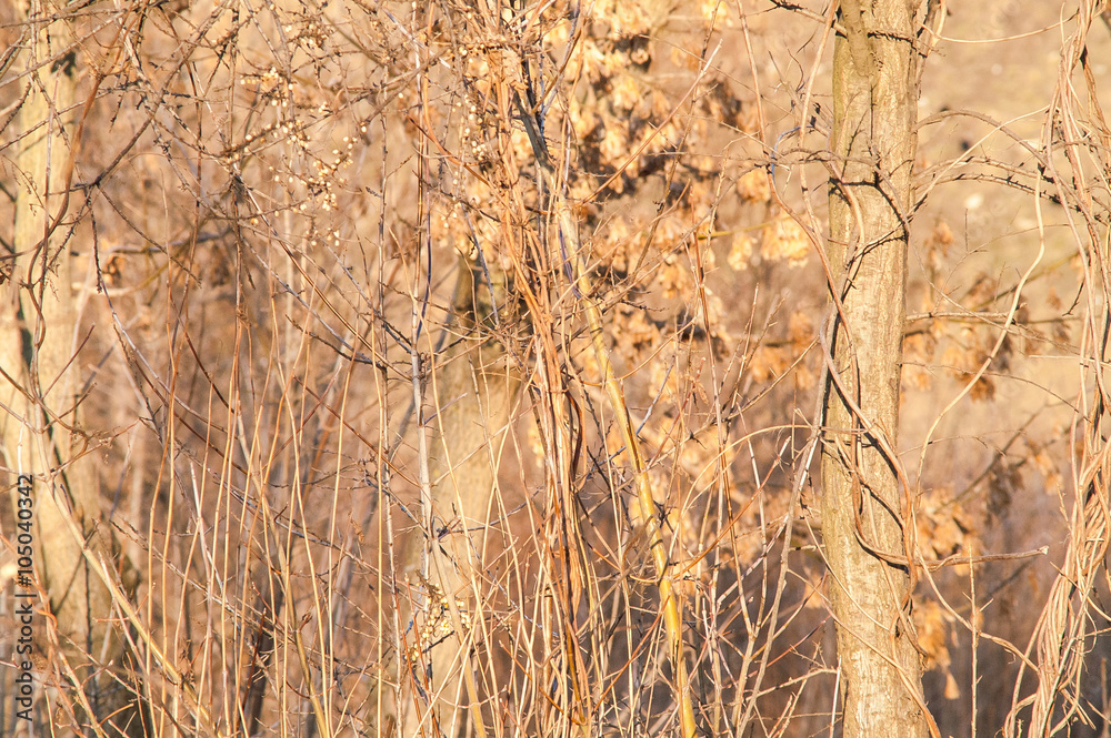 Fototapeta premium branches bush background