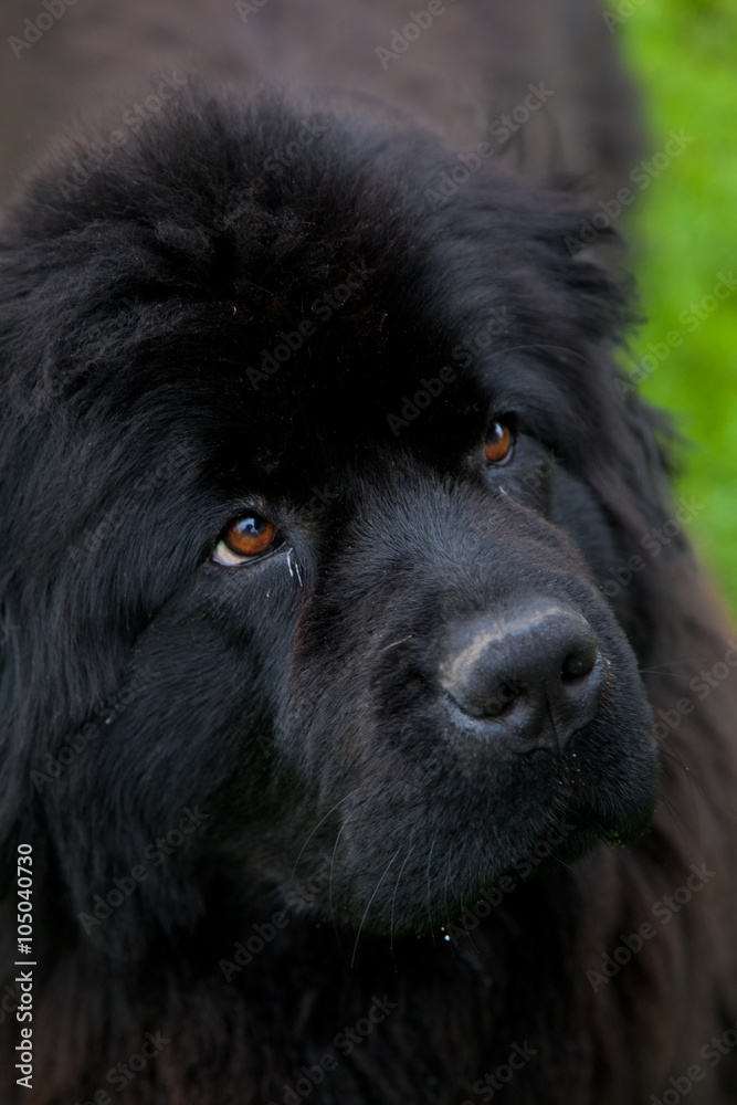 Fototapeta premium Big black dog for a walk