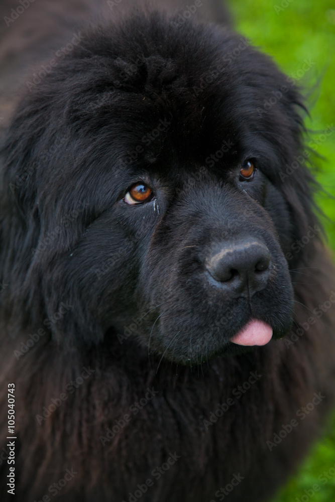 Big black dog for a walk