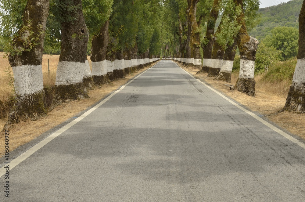 Tunnel tree in rural road in Marvao, Portugal.