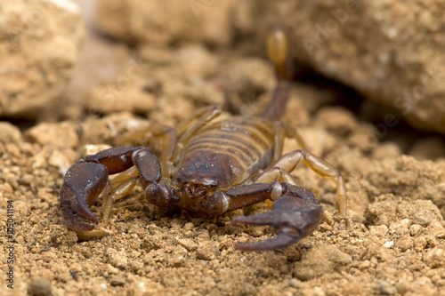 A small scorpion  around 5cm long