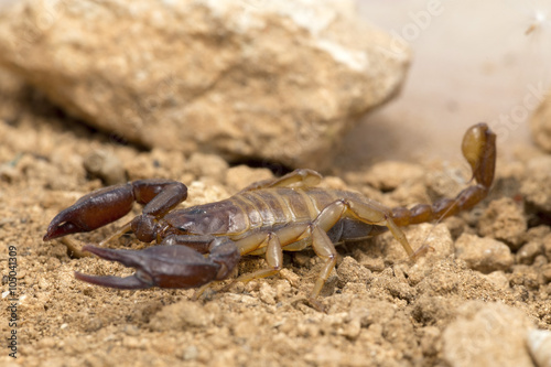 A small scorpion, around 5cm long © gordzam