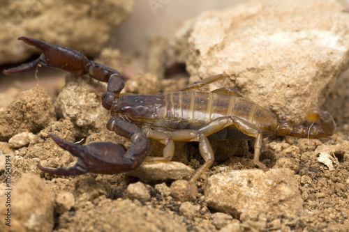 A small scorpion  around 5cm long