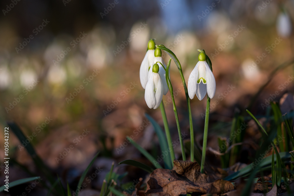Snowdrops