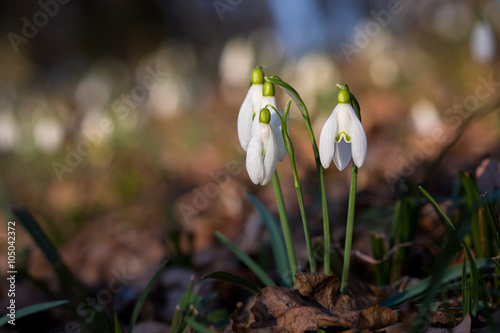 Obraz na płótnie Snowdrops w salonie