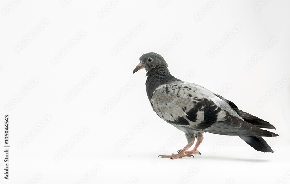 Obraz premium Güvercin