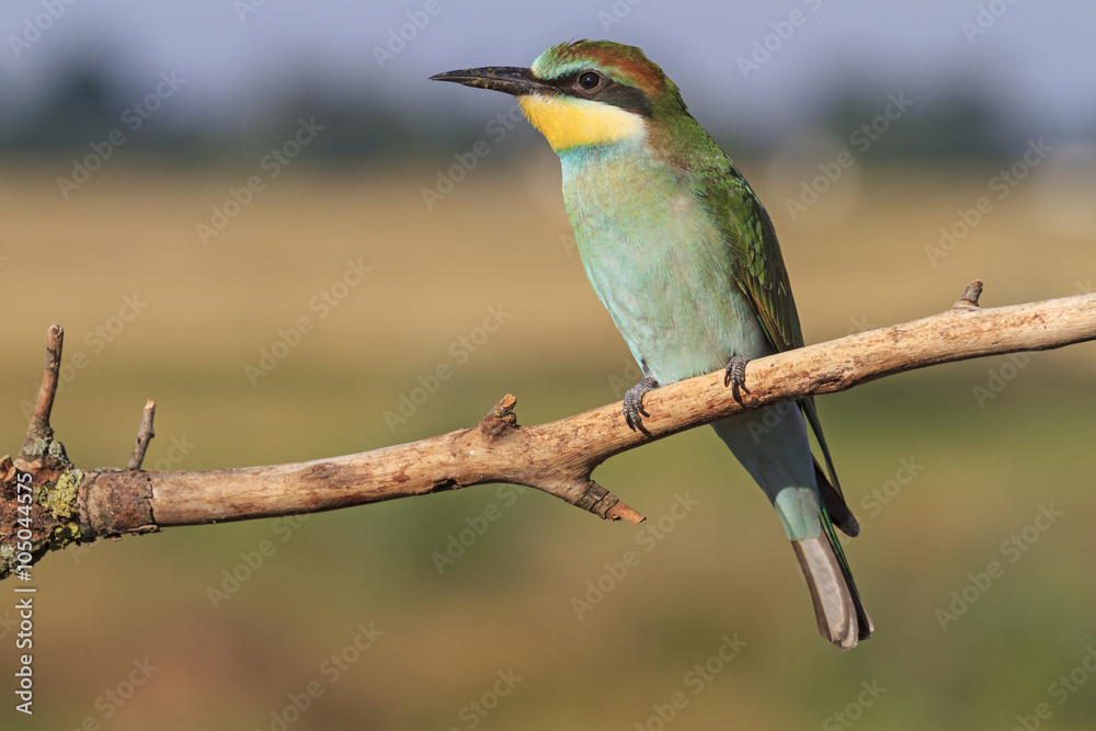 colorful bird with green feathers and a yellow chin,bee eater/green feathers and a yellow chin on colorful bird colorful bird with green feathers and a yellow chin,bee eater/green feathers and a yellow chin on colorful bird